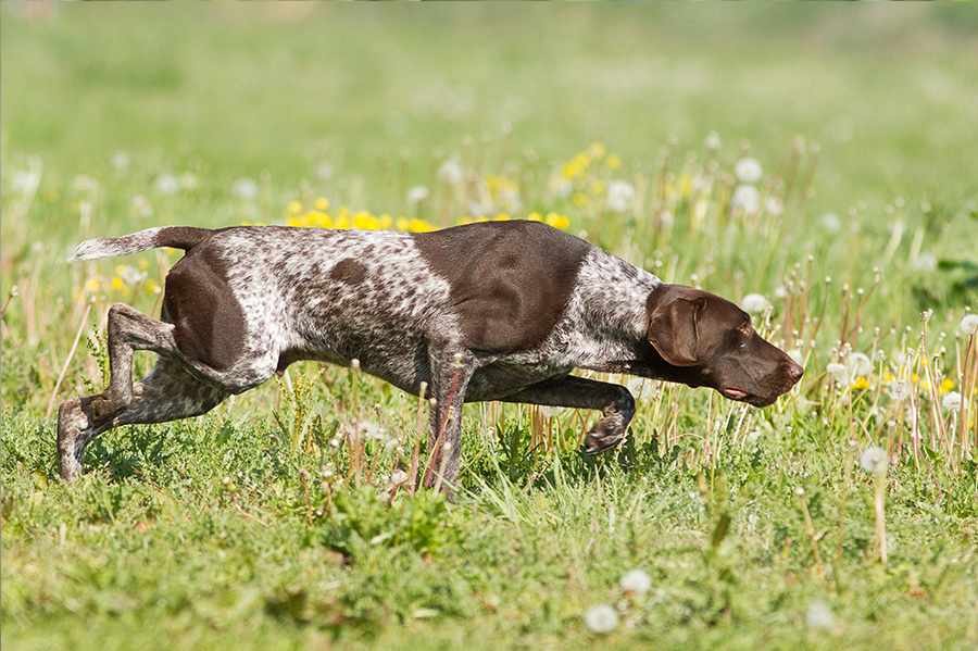 Classifica eliminatoria provinciale 48° Campionato Italiano di caccia Trofeo S.Uberto individuale