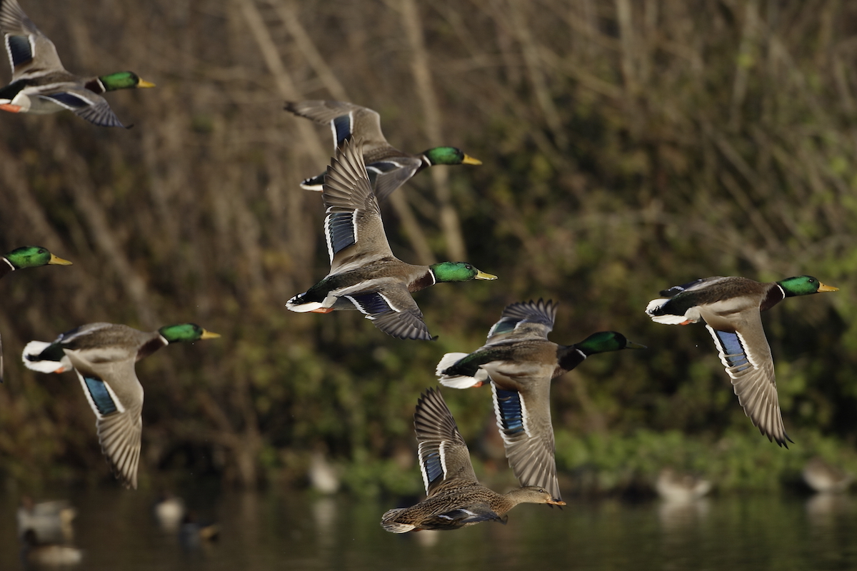 Uso di richiami vivi appartenenti alle specie caradriformi e anseriformi. Stagione venatoria 2016/2017