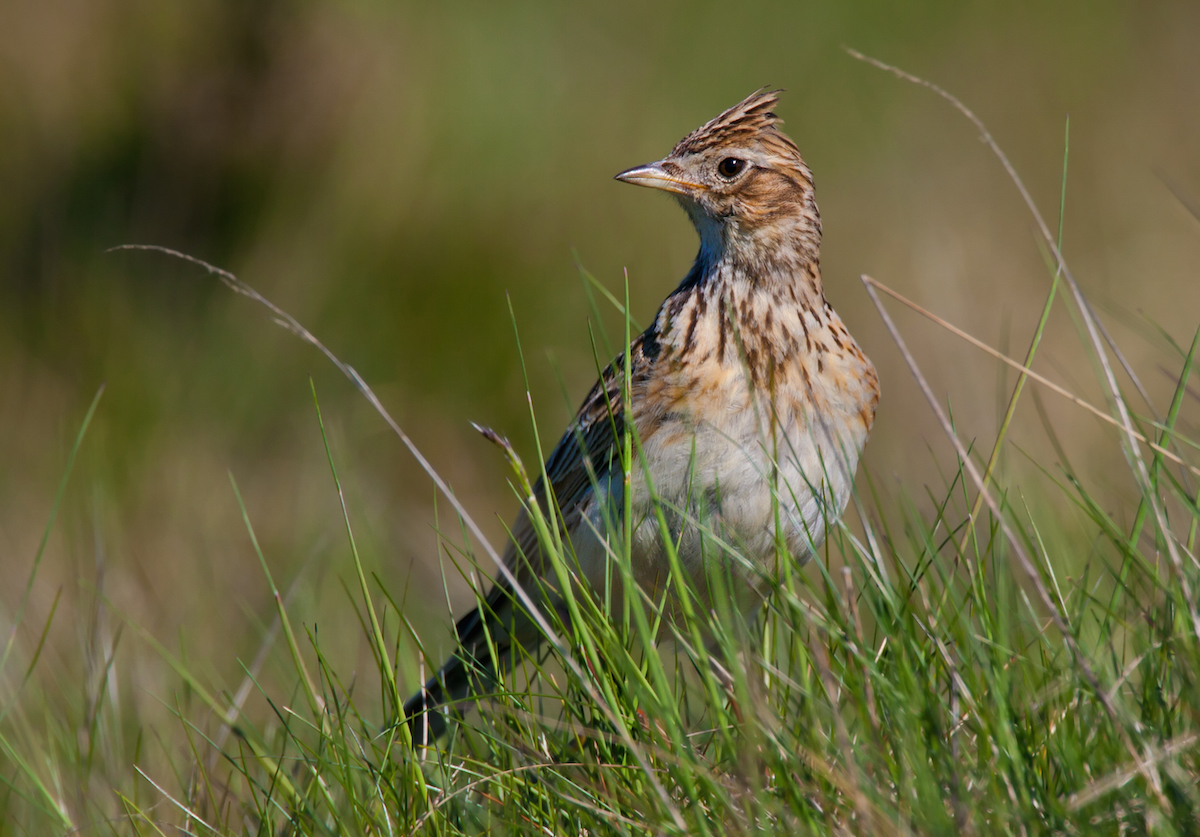 Decreto per prelievo allodola, combattente, moretta, moriglione, pavoncella, pernica bianca e quaglia