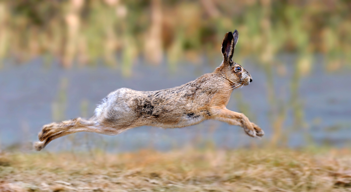 IMMISSIONI LEPRI DI CATTURA ESTERA 2024 NELL’ATC UNICO DI BRESCIA