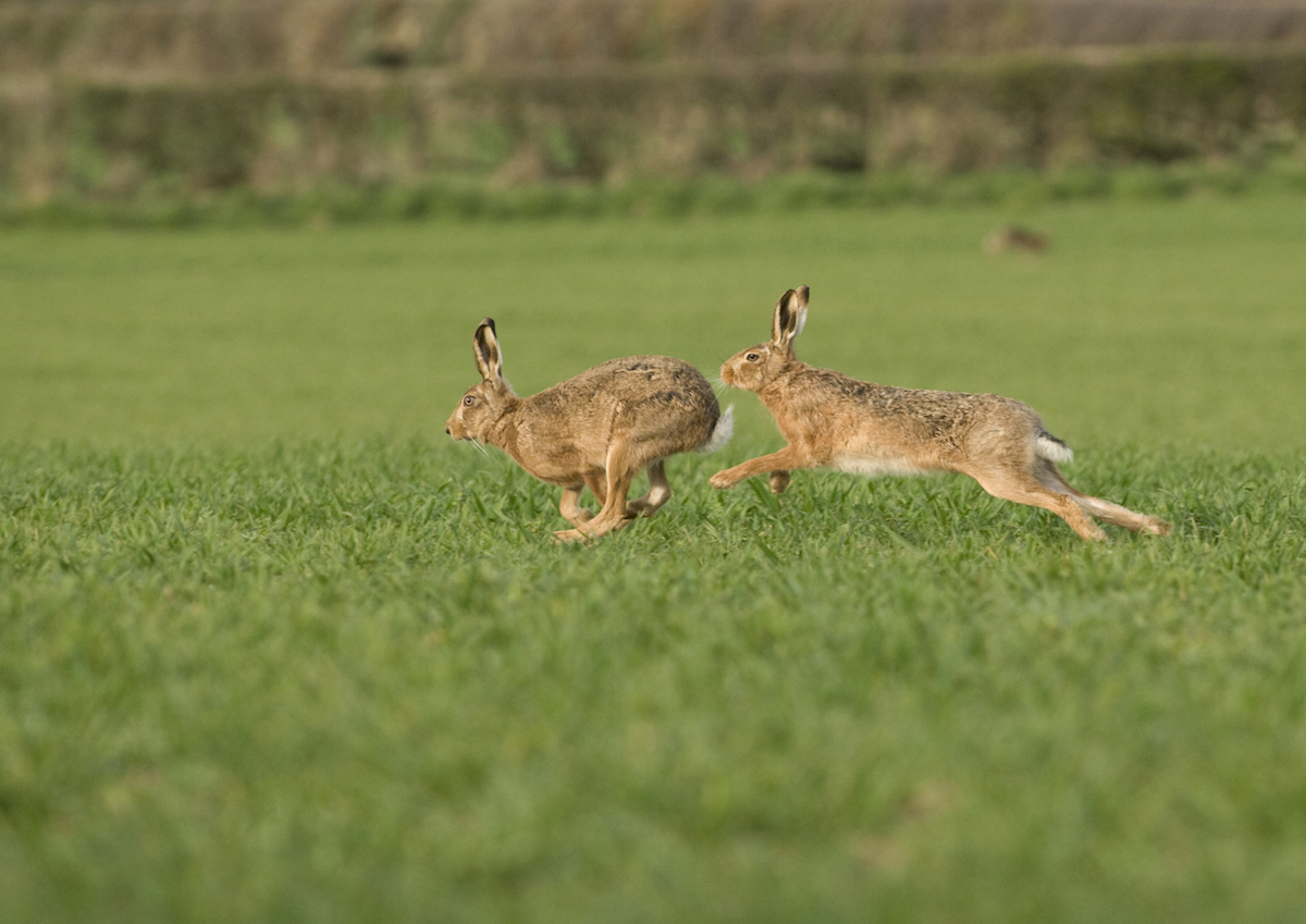 Chiusura caccia alla lepre Atc Unico Brescia