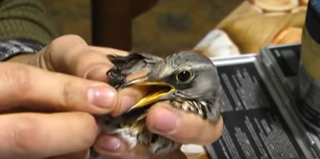 Progetto Cesena: un progetto per avere prove scientifiche sul comportamento della cesena