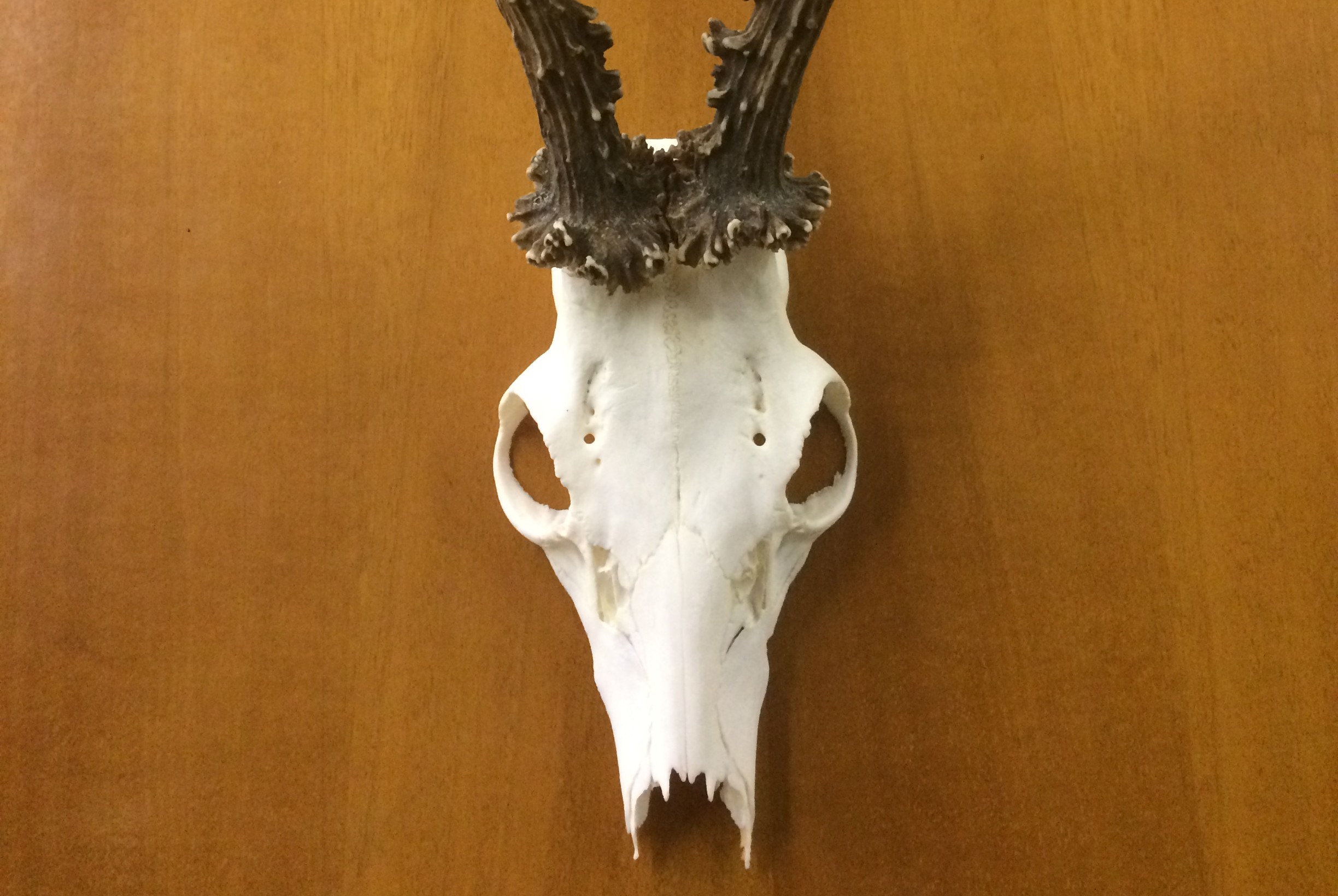 Corso di “Preparazione dei Trofei degli Ungulati”