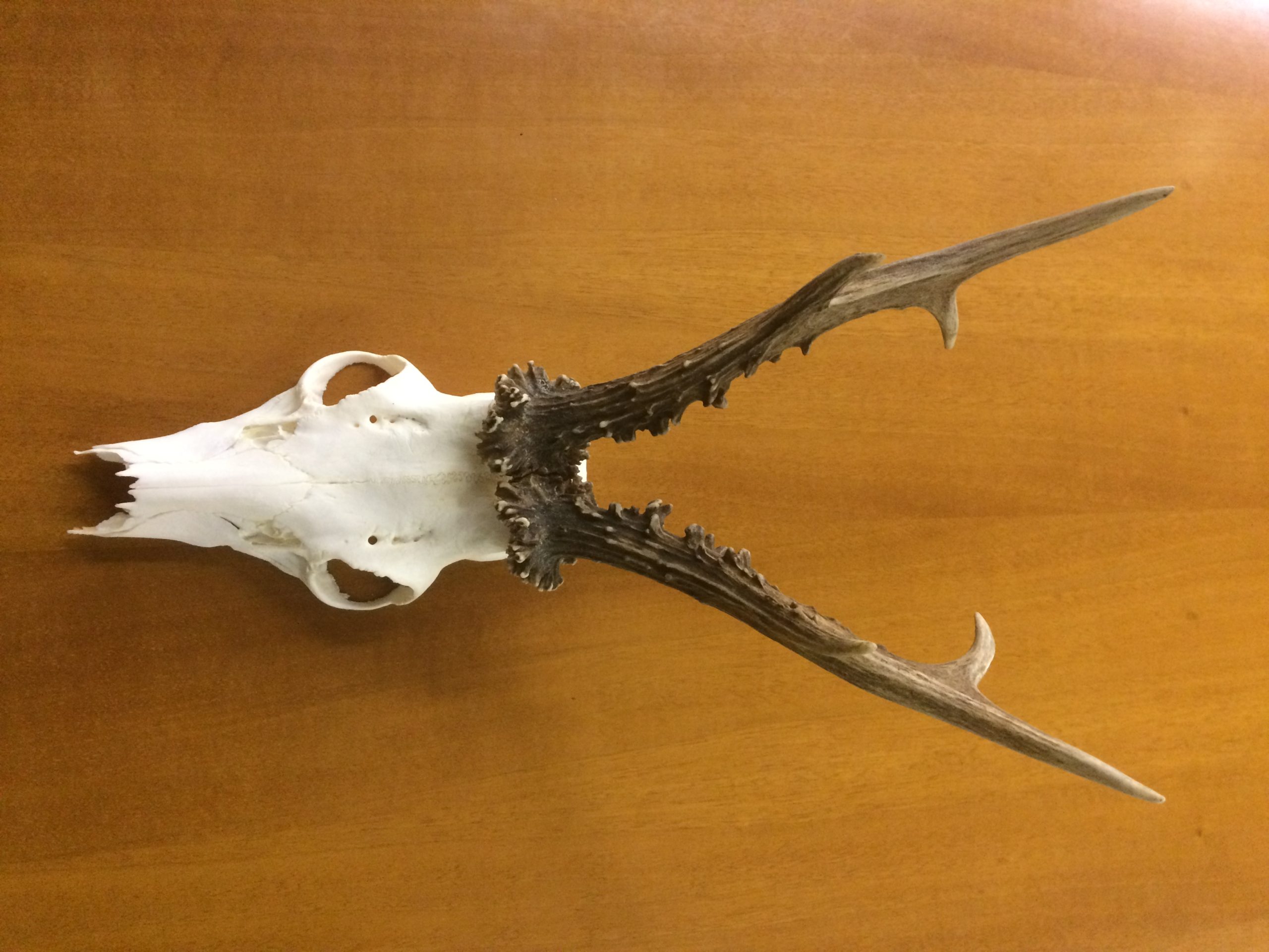 Valutazione dei trofei: come avviene e a cosa serve