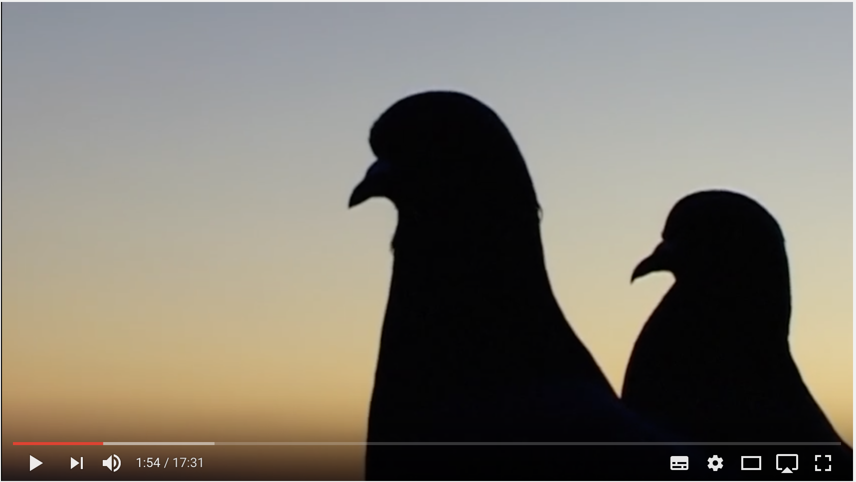 Le ricerche e i progetti intrapresi e partecipati dall’Ufficio Avifauna Migratoria di Fidc