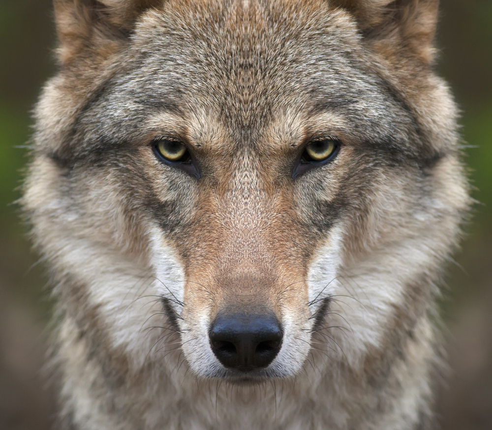 UOMINI E LUPI TRA SCIENZA E SOPRAVVIVENZA