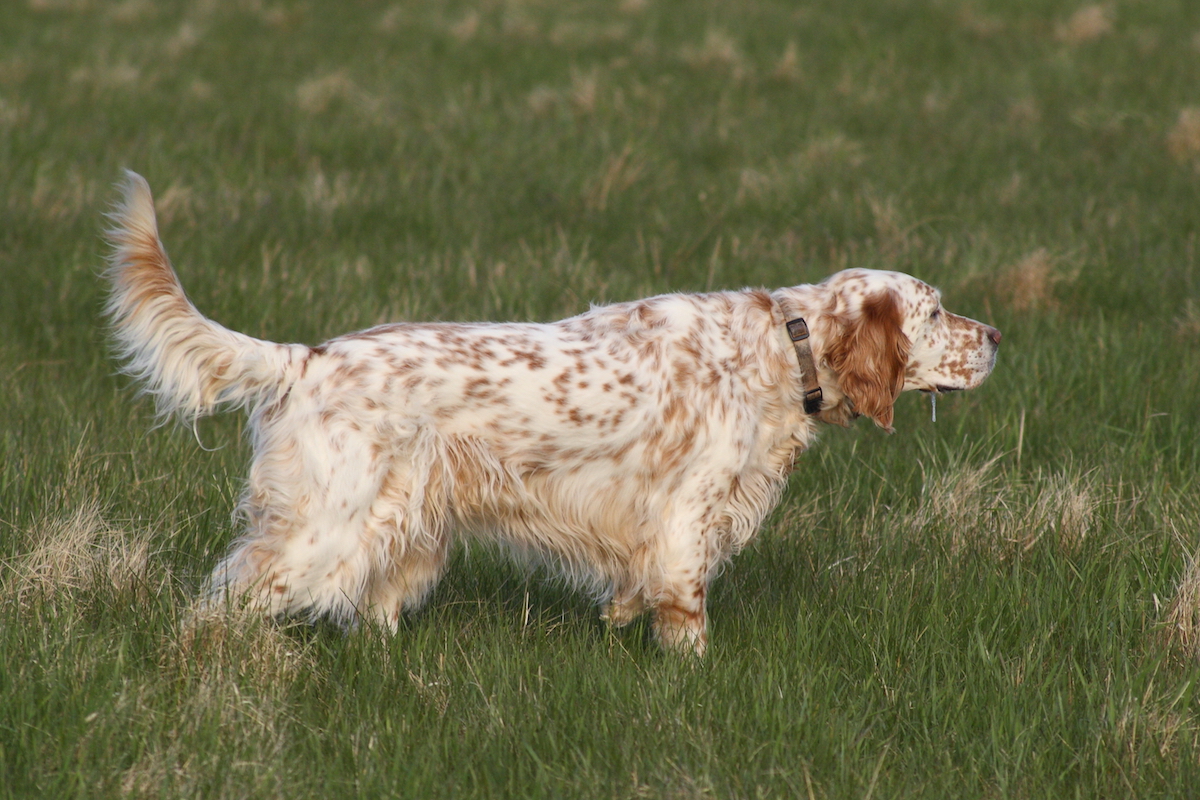 16^ Coppa Italia per cani da ferma su selvaggina naturale con CAC