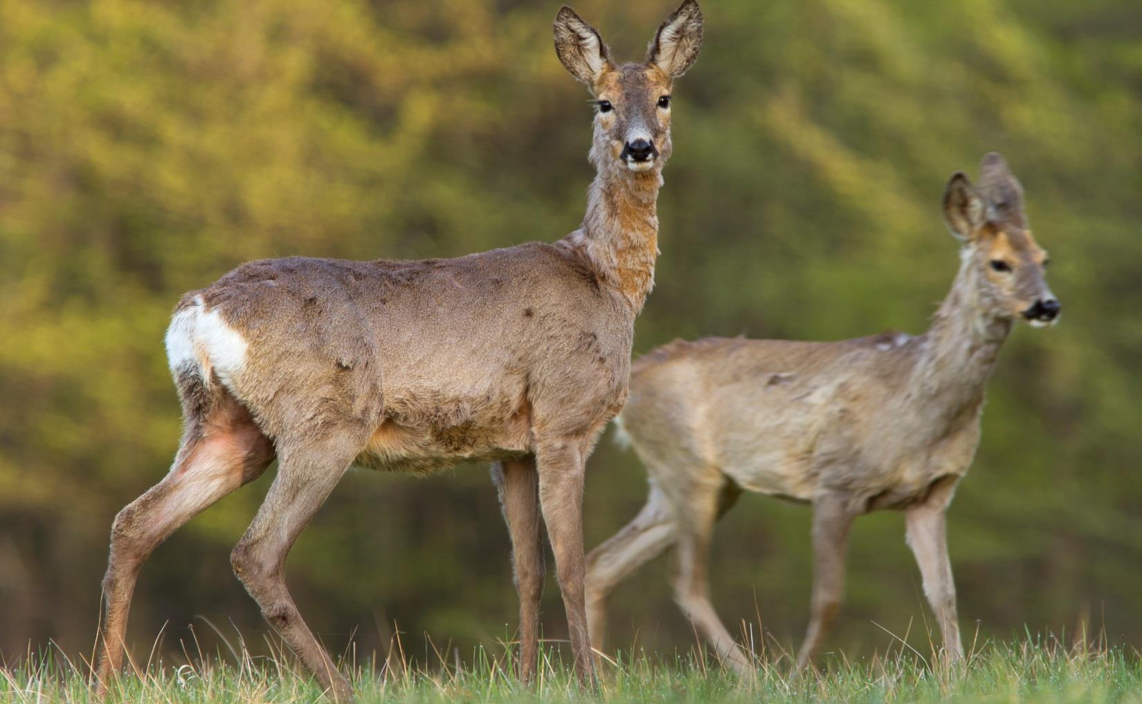 Accademy: Formazione Venatoria Pratica in Ungheria