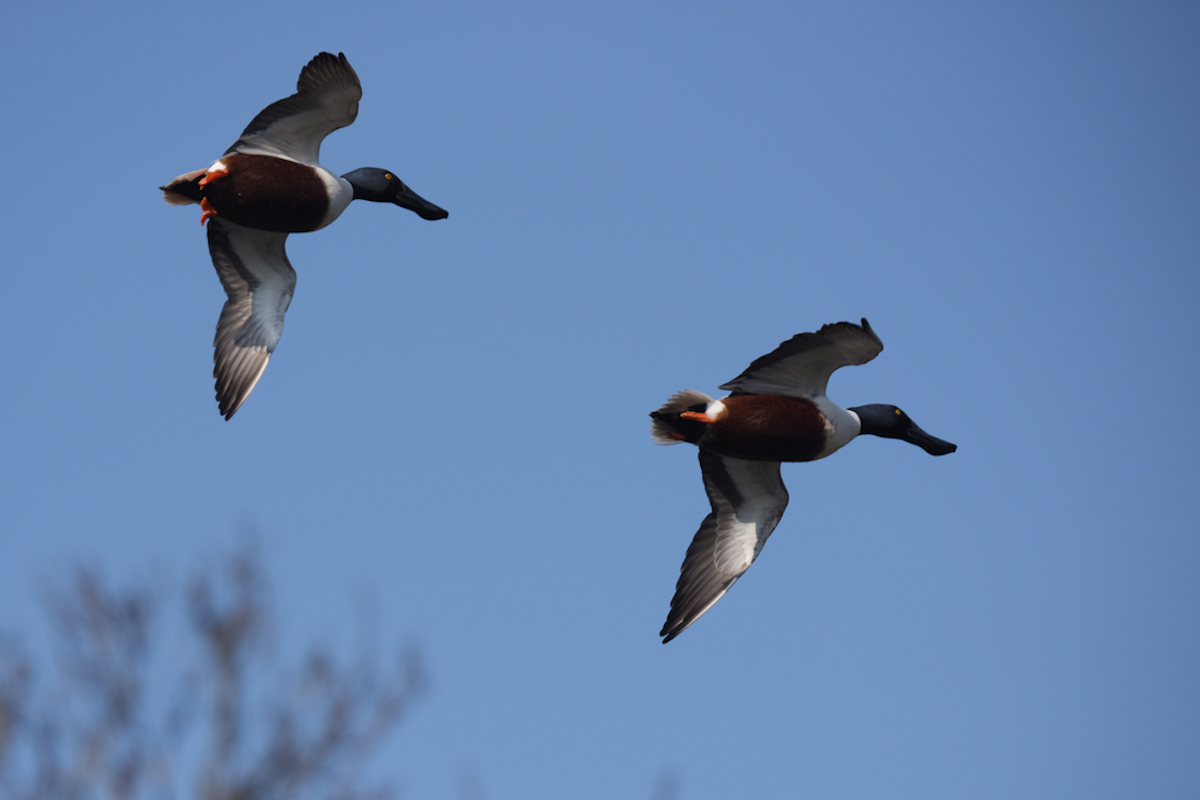Quarta giornata aggiuntiva da appostamento fisso