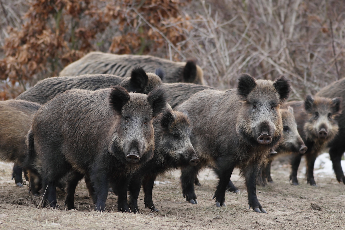 SOSPESA CACCIA VAGANTE E COLLETTIVA AL CINGHIALE IN PROVINCIA DI PAVIA PER EVITARE LO SPOSTAMENTO DEI CINGHIALI