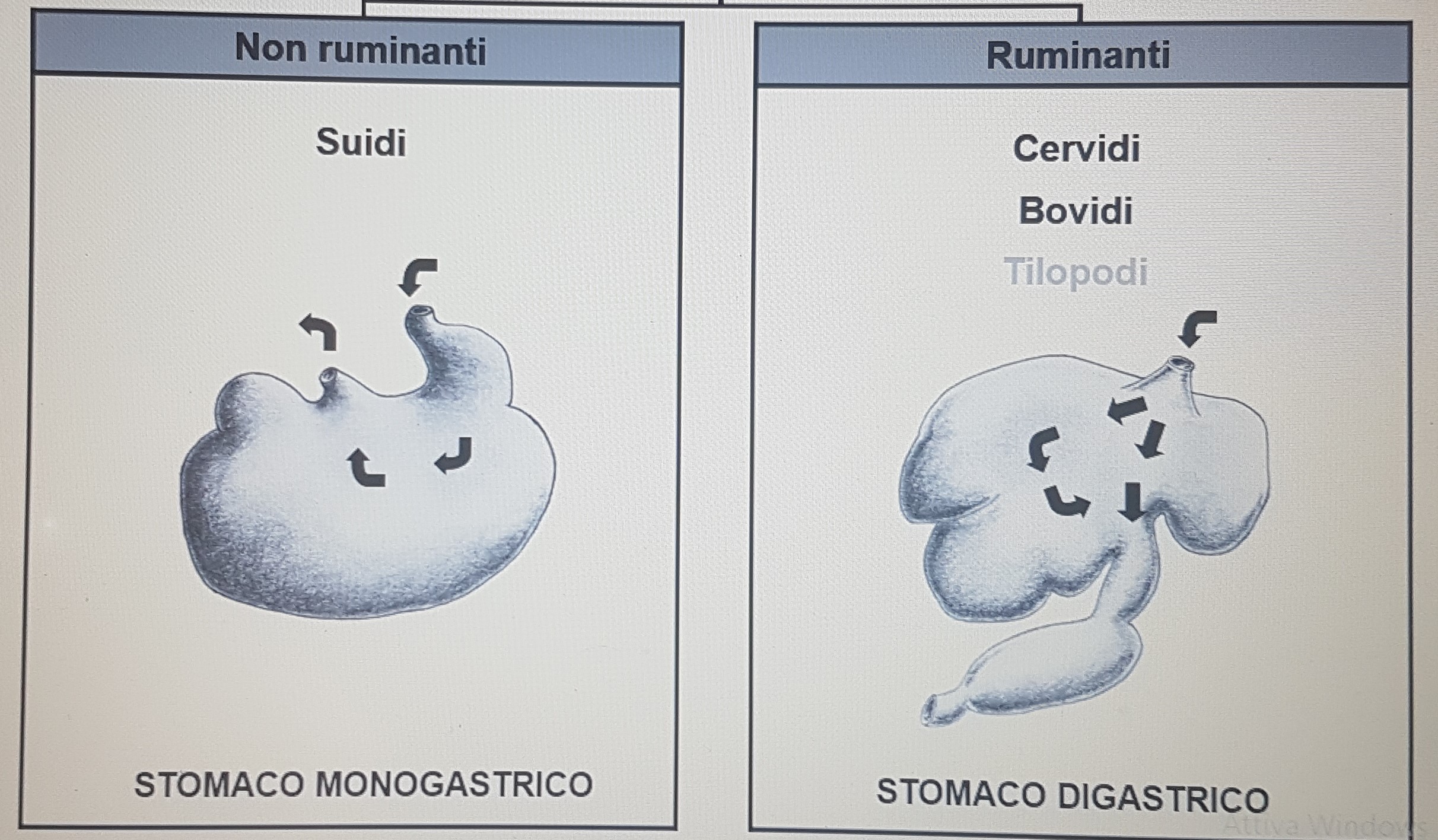 Rumine o non rumine? Differenze e significato ecologico