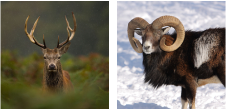 Fasi del ciclo dei palchi