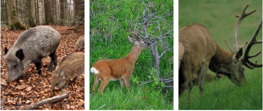 Buone norme per trattamento e conservazione delle carni degli ungulati