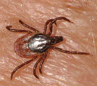 La malattia di Lyme o borreliosi
