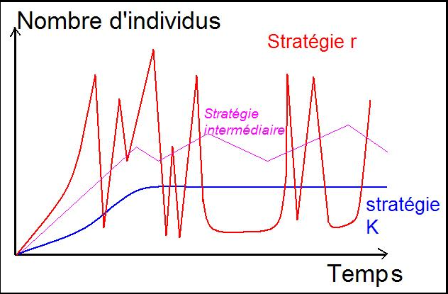Dinamica di popolazione: specie a strategia r e specie a strategia K