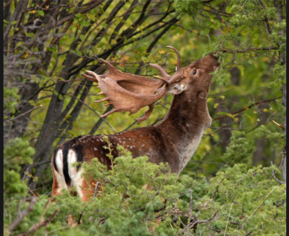 Il Daino: segni di presenza
