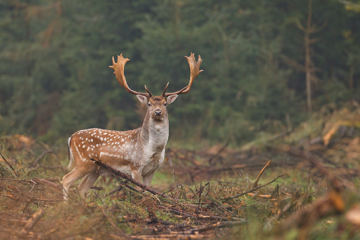 Determinazione delle classi d’età nel Daino e socialità