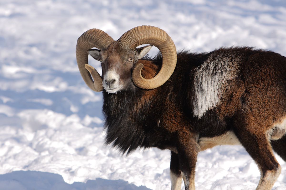 Muflone: classi d’età