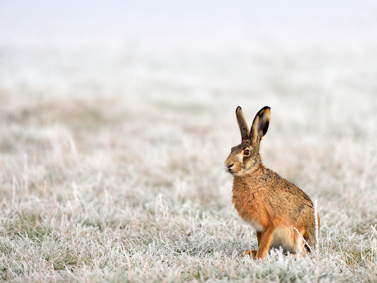CHIUSURA CACCIA ALLA LEPRE DAL 15/11/2024 IN ATC UNICO BRESCIA