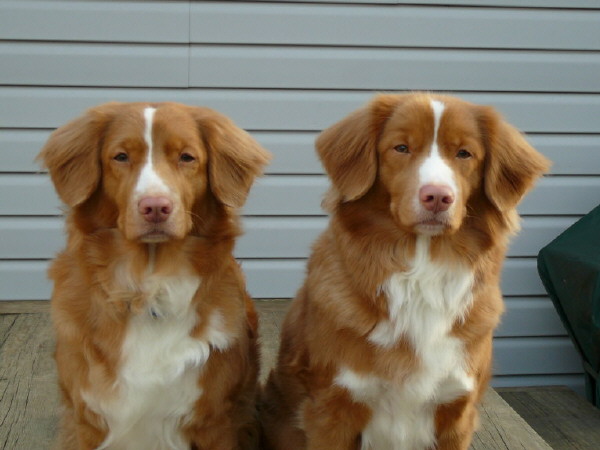 Nova Scotia Duck Tolling Retriever