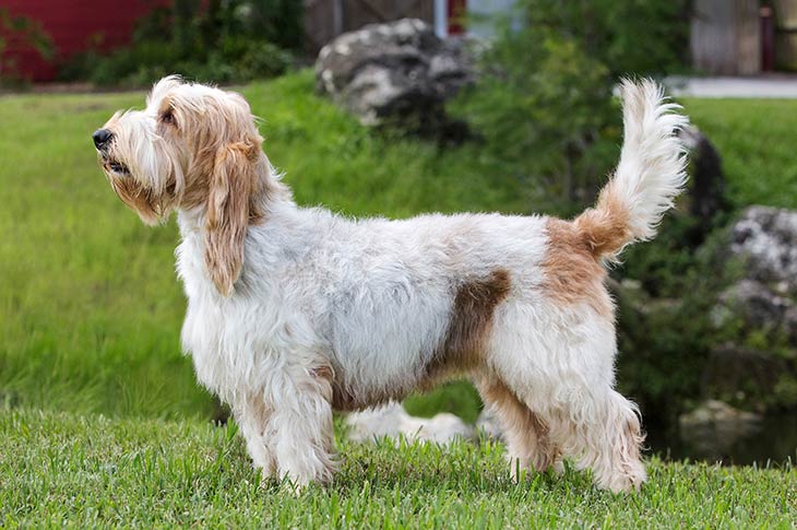 GRAND BASSET GRIFFON VENDEEN