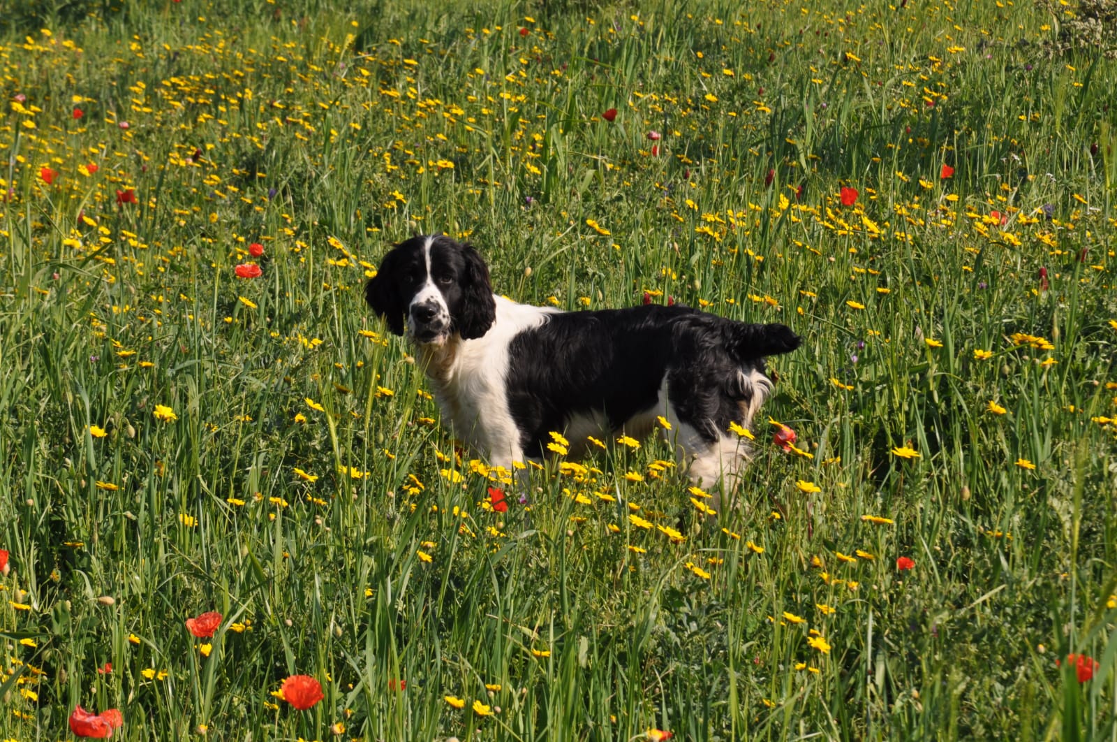 SPRINGER SPANIEL INGLESE