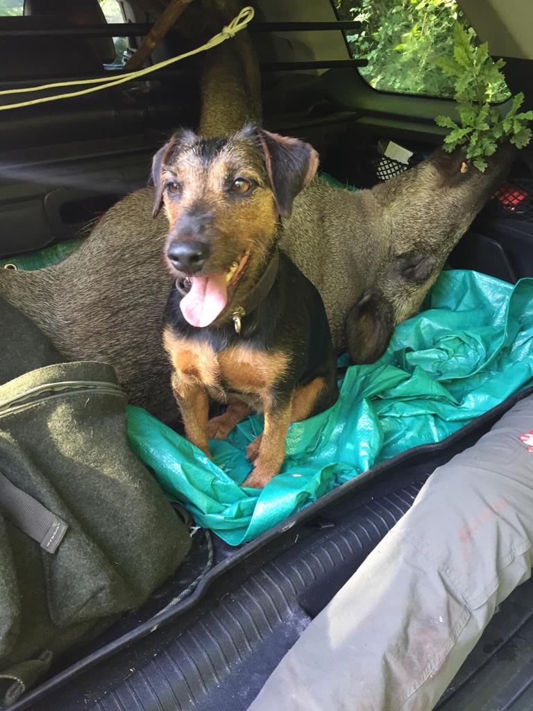 DEUTSCHER JAGDTERRIER