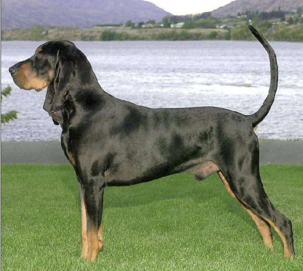 BLACK AND TAN COONHOUND