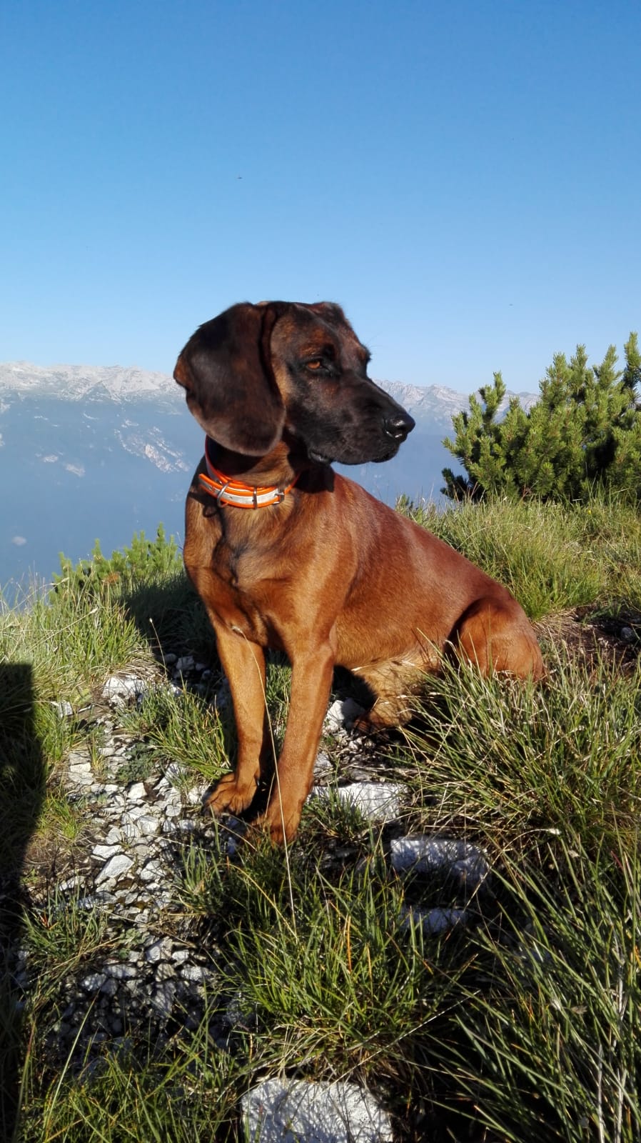 BAYERISCHER GEBIRGSSCHWEISSHUND