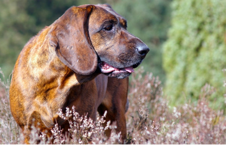 HANNOVERSCHER SCHWEISSHUND