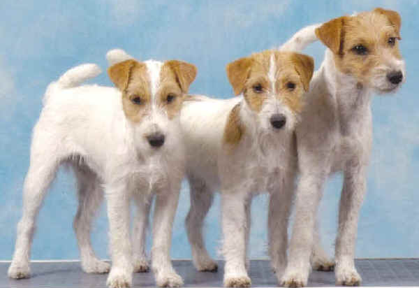 PARSON RUSSELL TERRIER