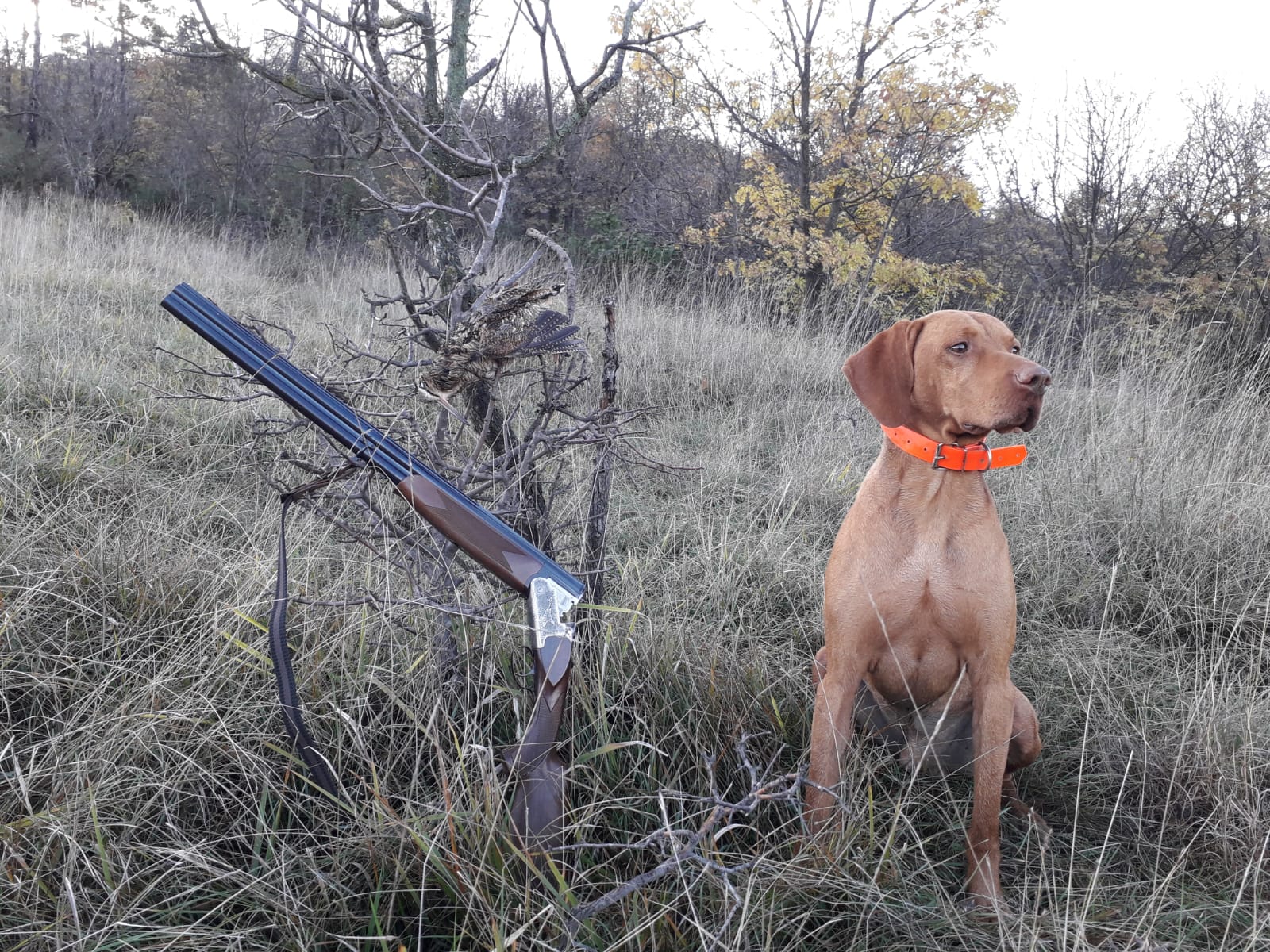 BRACCO UNGHERESE A PELO CORTO – VIZLA