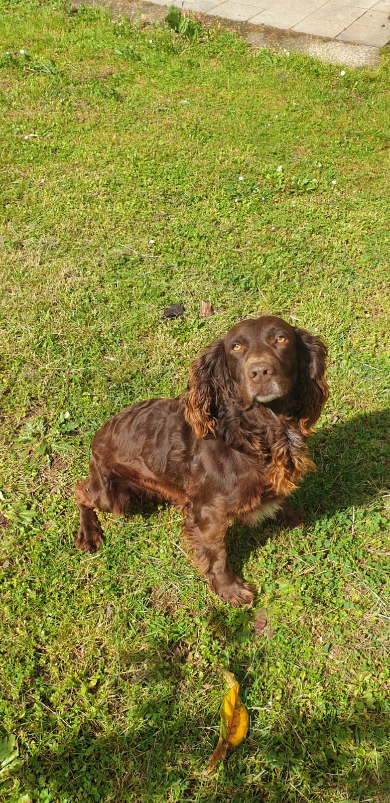 DEUTSCHER WACHTELHUND – SPANIEL TEDESCO