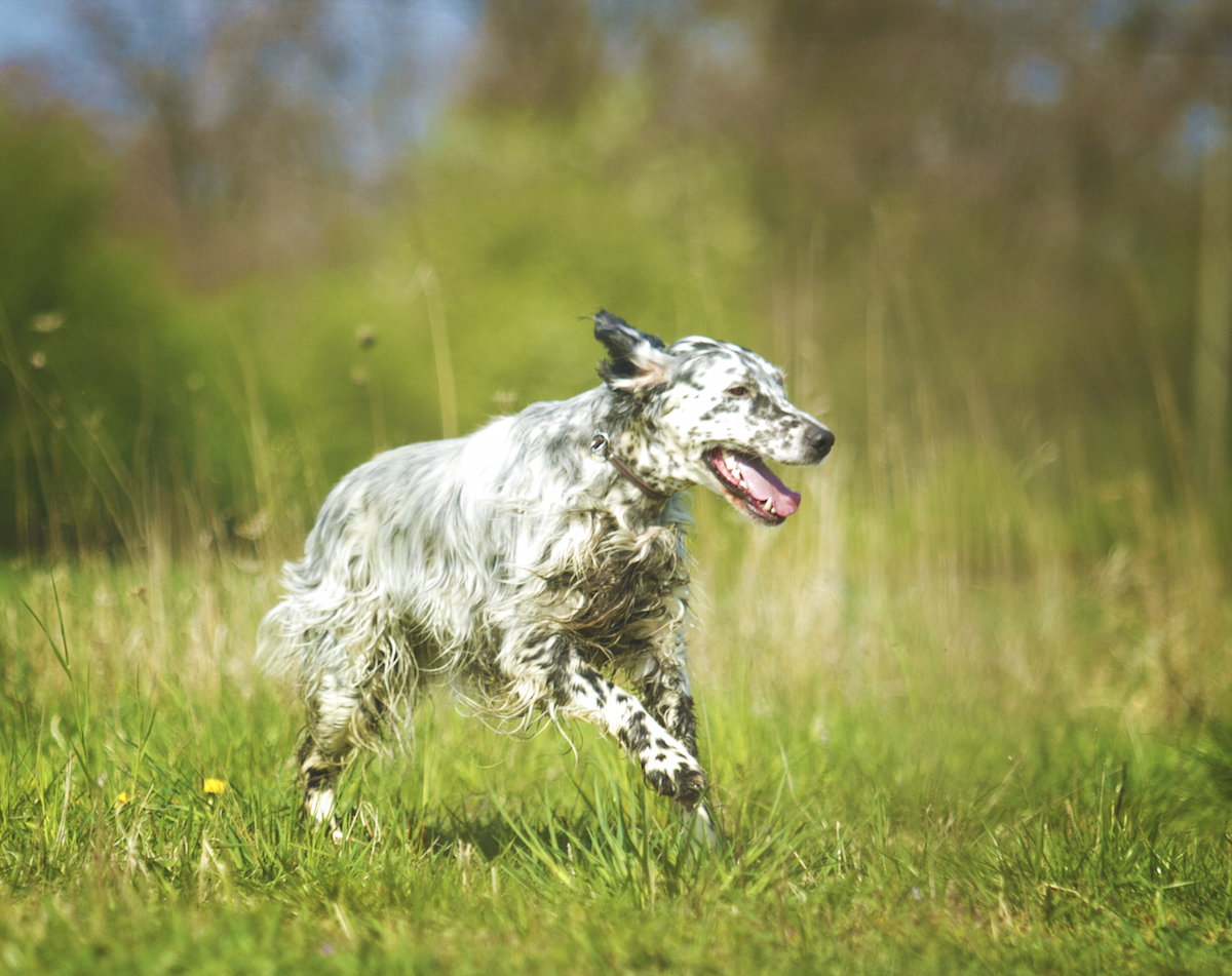 ordinanza 539 del 3 maggio 2020 Addestramento cani