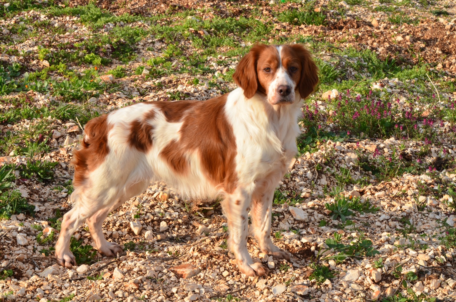 Semifinale Sant’Uberto a squadre a Isola Serafini