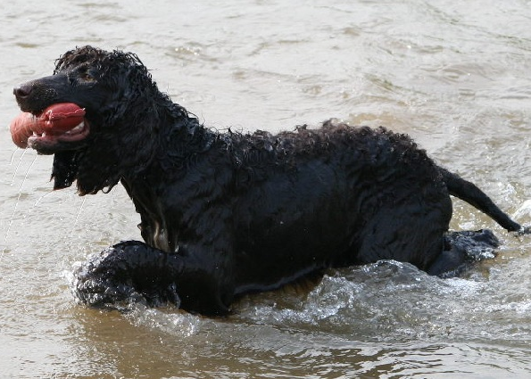 IRISH WATER SPANIEL