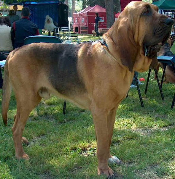 CHIEN DE SAINT HUBERT (Bloodhound)