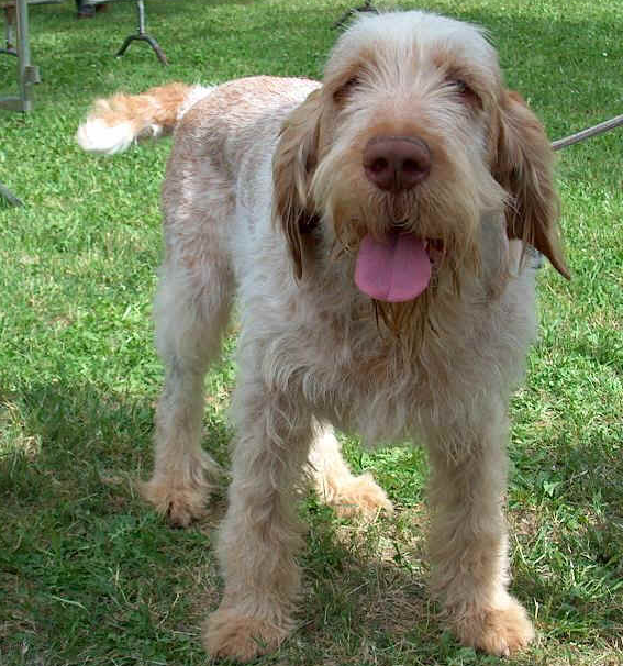 LO SPINONE ITALIANO