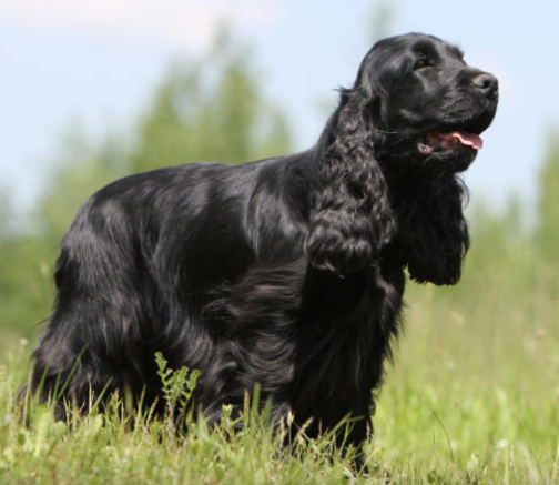 COCKER SPANIEL INGLESE