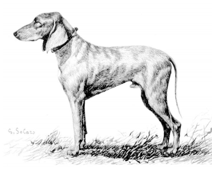 SEGUGIO ITALIANO A PELO RASO