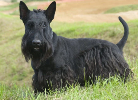 SCOTTISH TERRIER