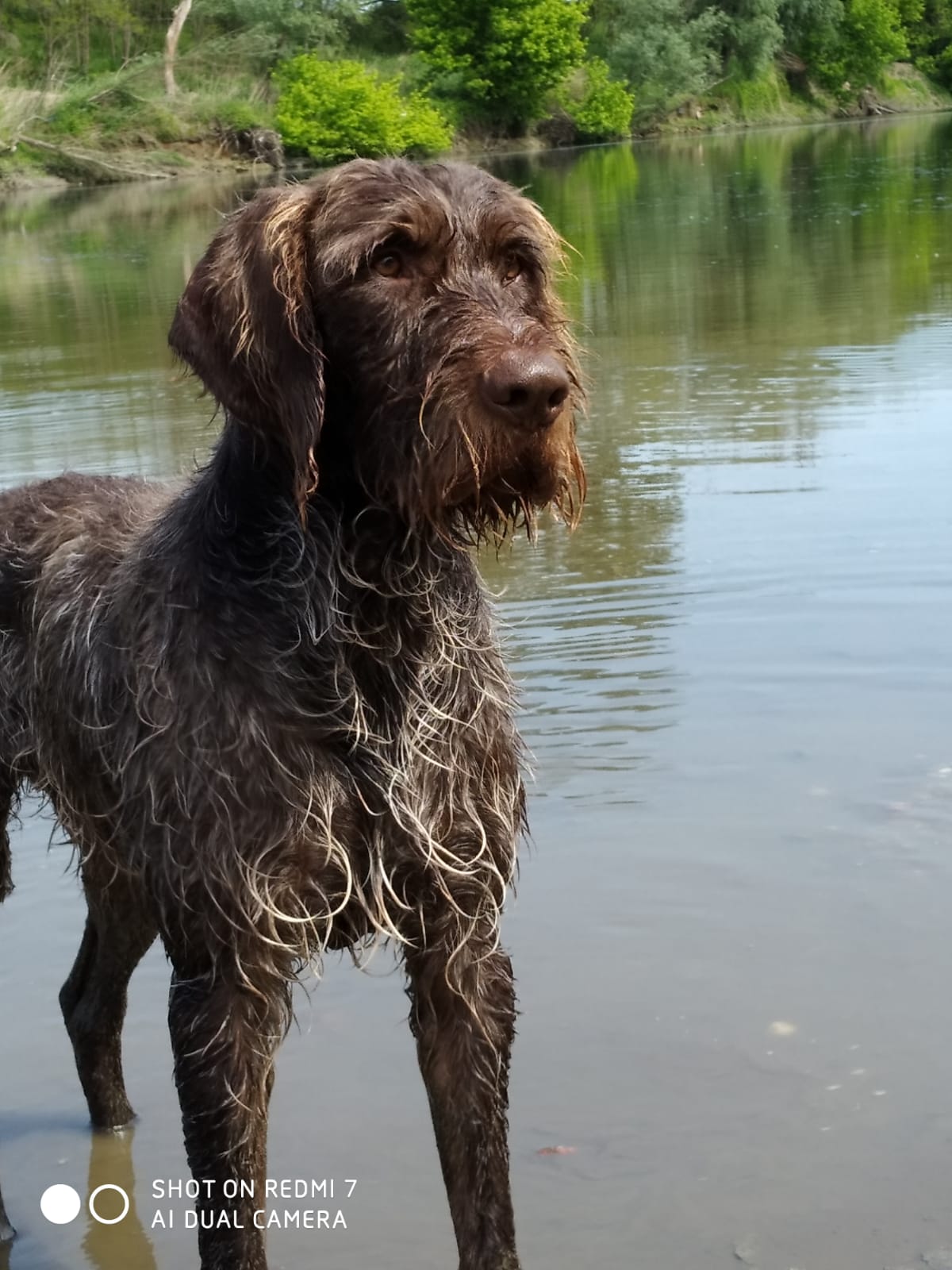 CANE DA FERMA TEDESCO A PELO DURO – DEUTSCH DRAHTHAAR