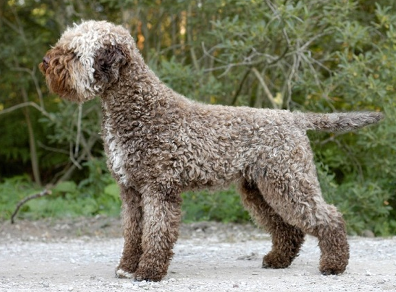 LAGOTTO ROMAGNOLO